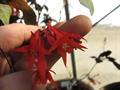 Honeysuckle Fuchsia